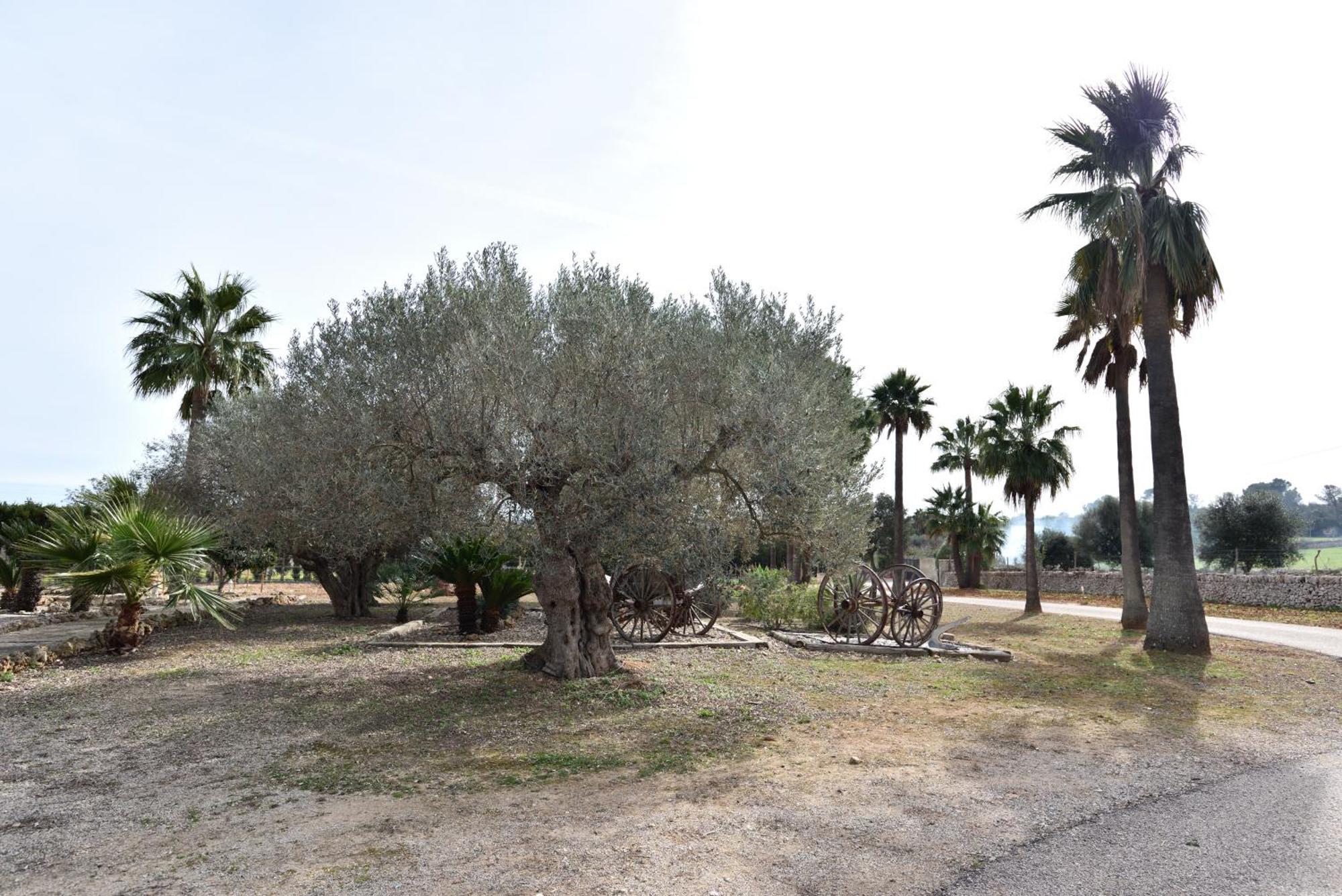 Sa Tanca Gran Βίλα Sineu  Εξωτερικό φωτογραφία